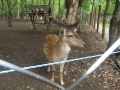 DSCF0054