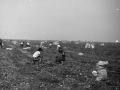 1982_BotkaD613