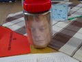 batch_DSC05592