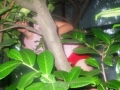 DSCF2299