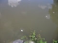 DSCF9124