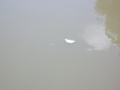 DSCF9127
