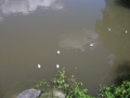 DSCF9134