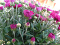 DSC00299