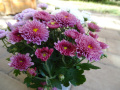 DSC00300