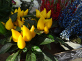 DSC00301